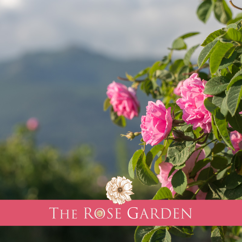 The Rose Garden at Aqua Ciele e Terre