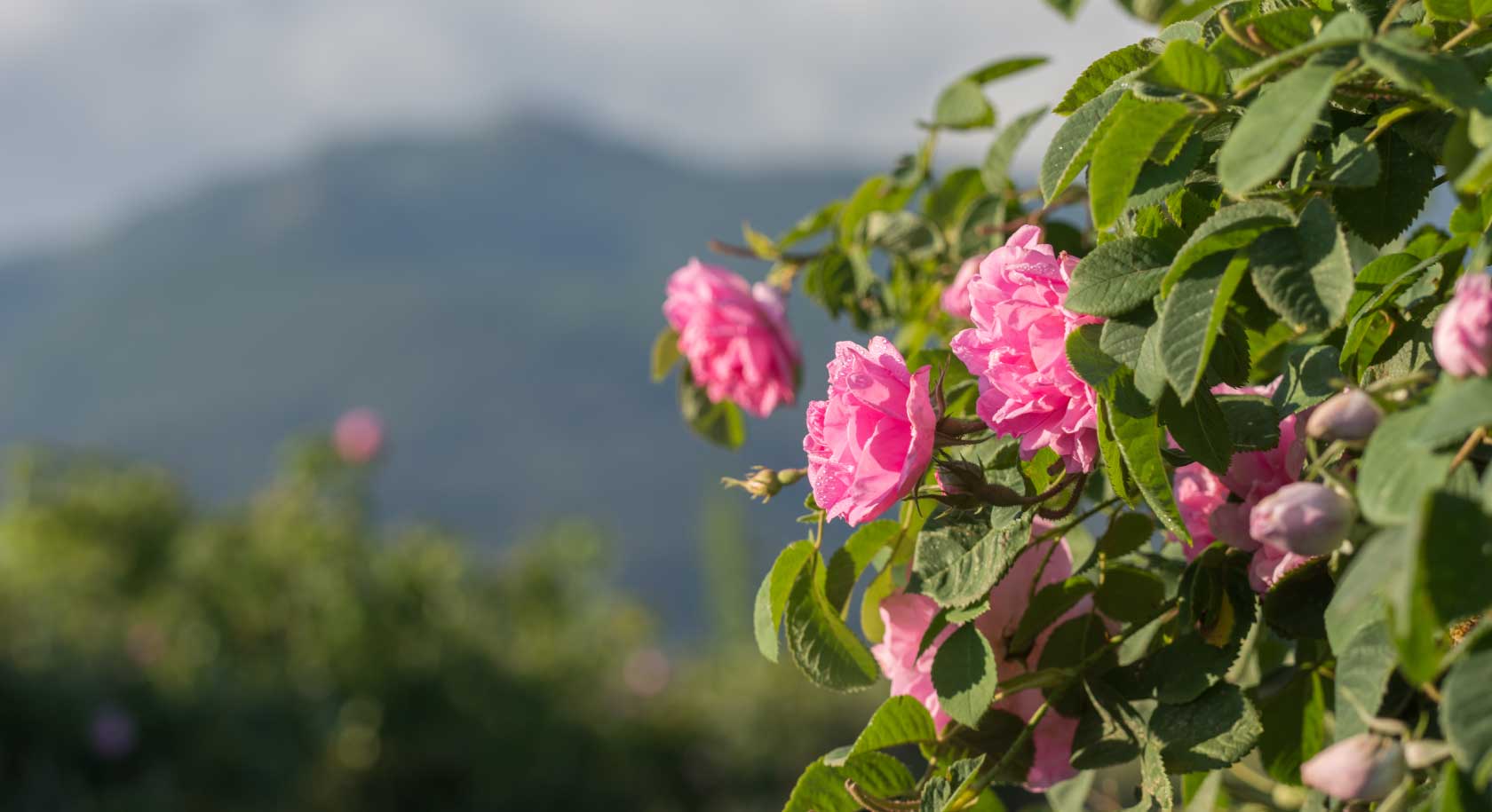 The Rose Garden at Aqua Ciele e Terre
